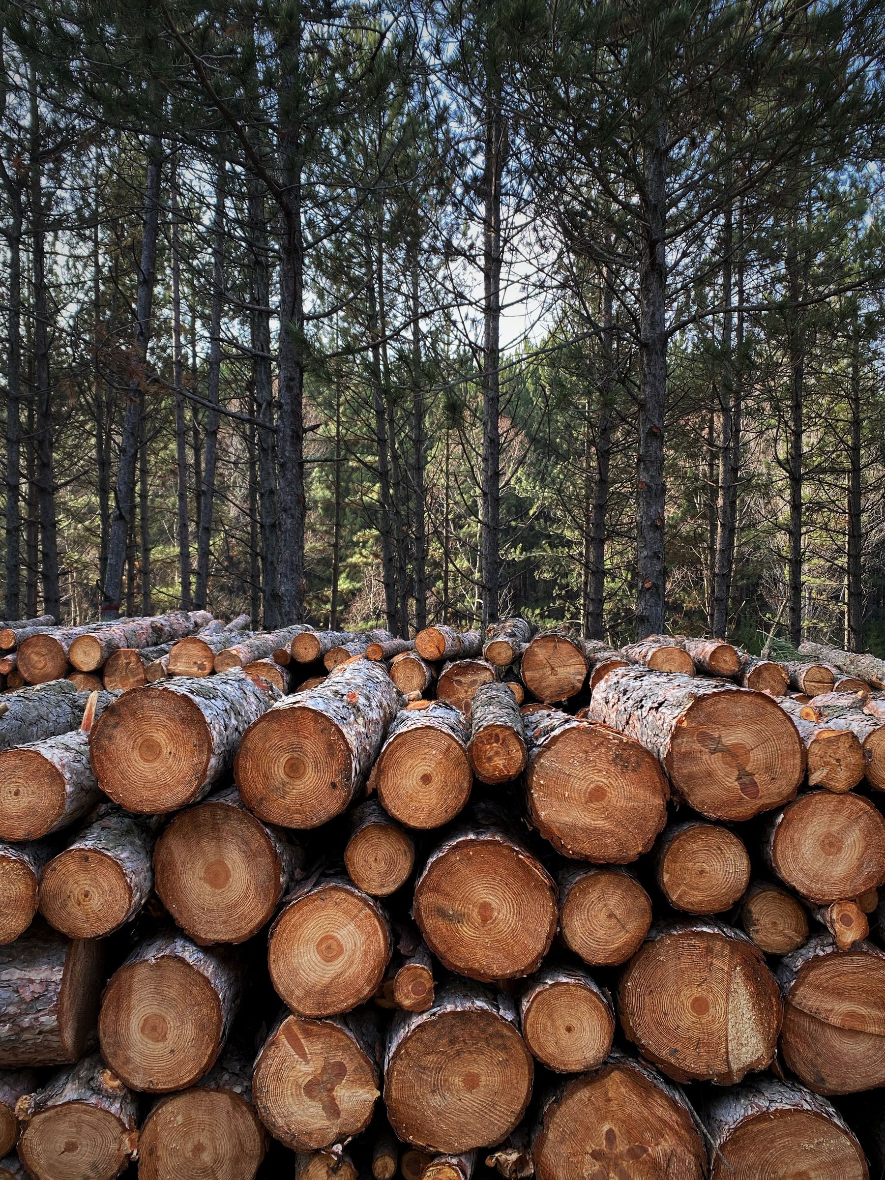 Responsibly sourced timber